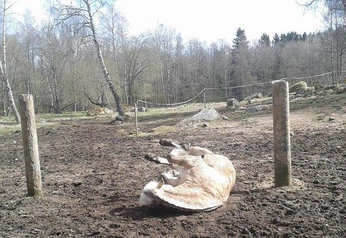 Täckets påverkan på hästens rullnings- och sociala putsningsbeteenden Effect of blanket use on horses rolling and social allogrooming behaviour Sandra Höglund Skara 2015 Etologi och