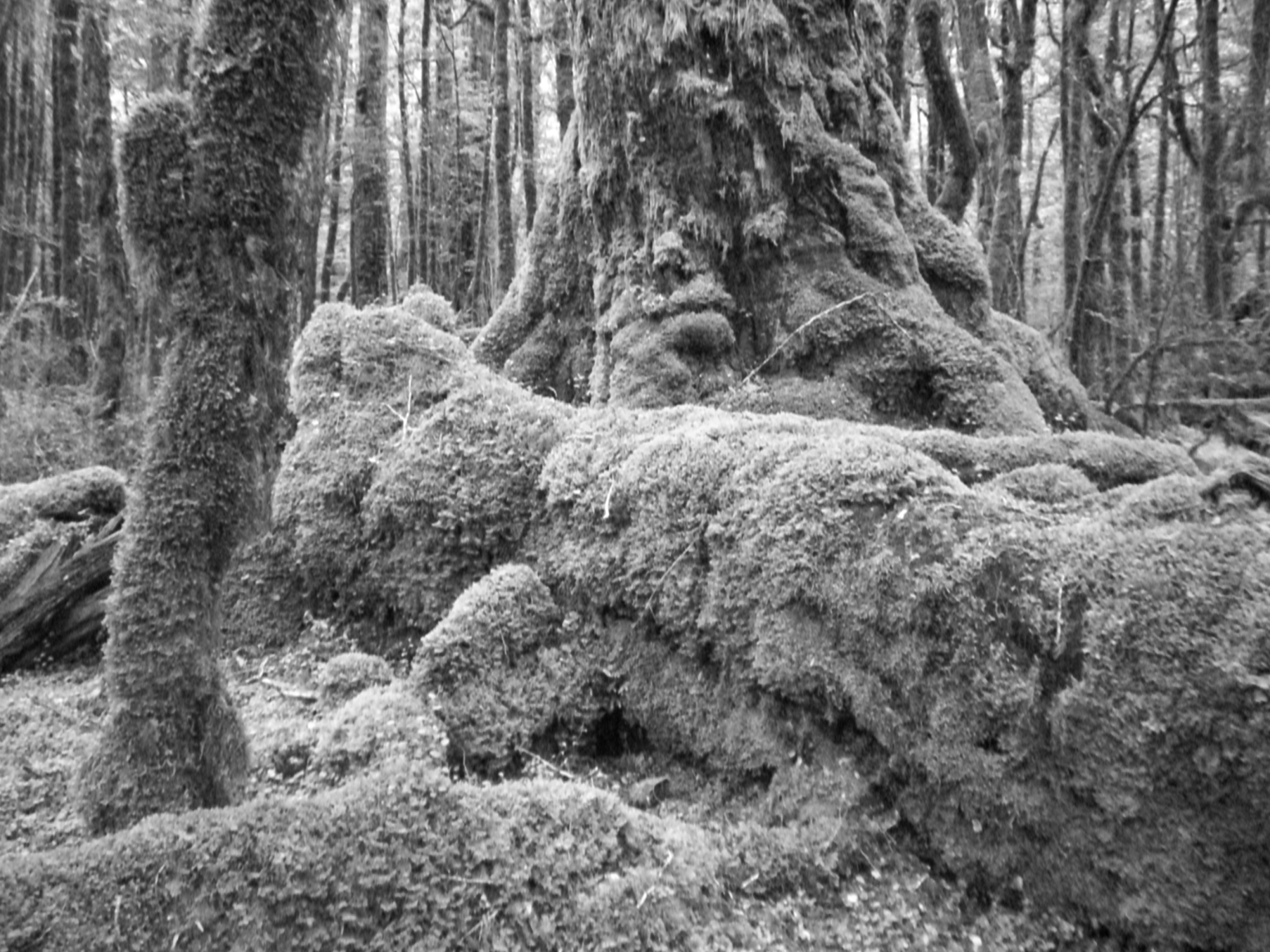 Foto: H Pettersen 10. 11. På 1700-talet var 75 % av Nya Zeelands yta täckt av urskog. Sedan dess har stora delar av urskogen huggits ned för att ge plats för jordbruk och städer.