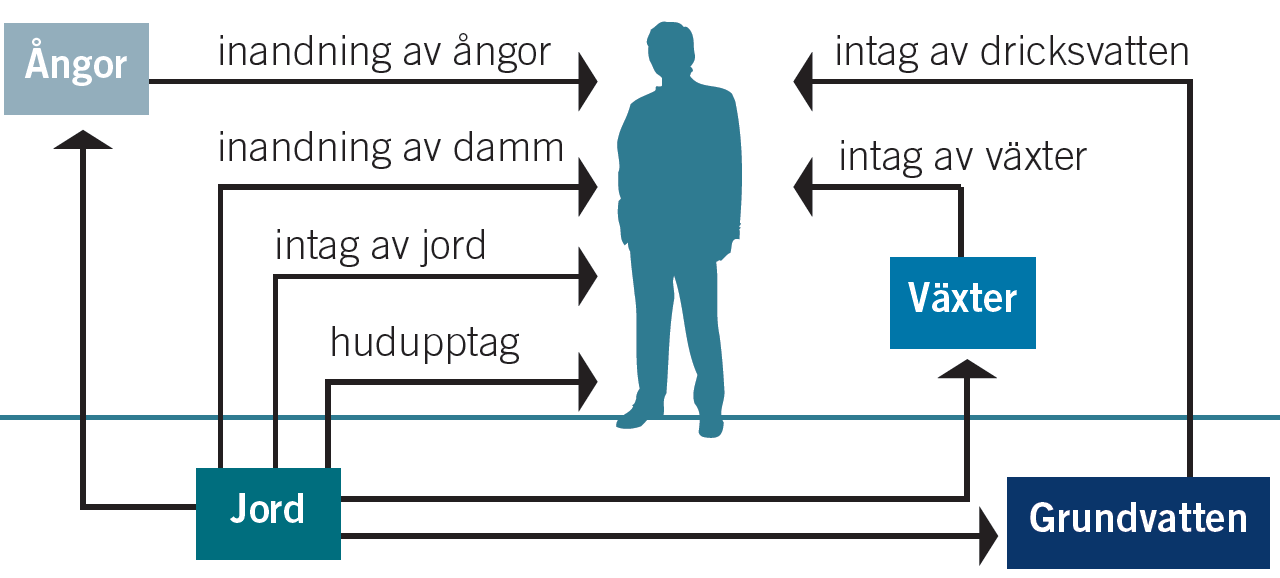 2.4.4 Exponeringsmodellen i detalj Hälsoriskbaserade riktvärden beräknas i vad som i denna rapport refereras till som exponeringsmodellen.