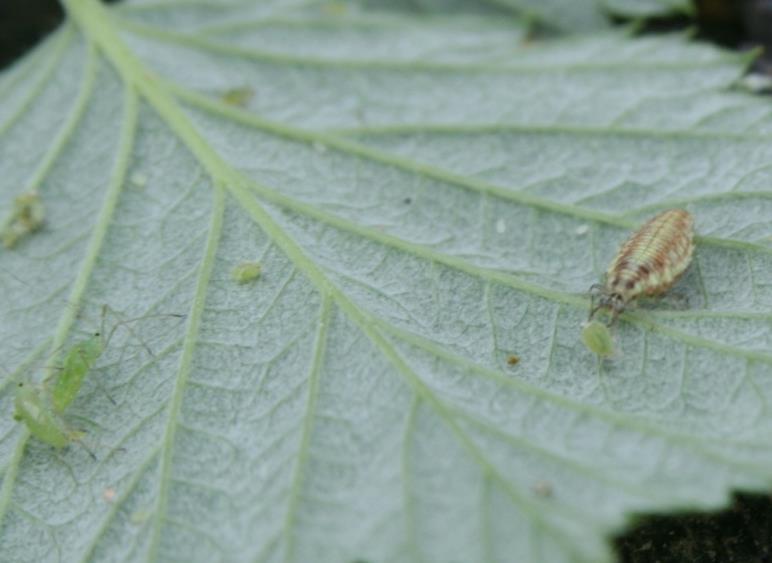 Larv av blomfluga och nyckelpiga (höger).