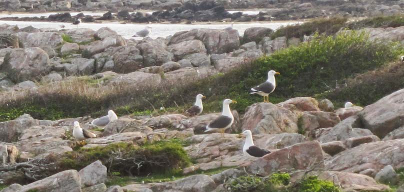 Öresund är andra lokaler som har förlorat stora kolonier av fiskmås med tusentals par och som nu har bestånd som uppgår bara till någon eller några få procent av det ursprungliga antalet (Svalan resp.