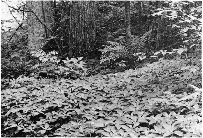 Lövskogsvegetation i sjuhäradsbygden 19 (Westfeldt 1936 och 1954). denna frodiga variant är Lathyrus vernus mer betydande, liksom Stachys silvatica och Mercurialis, än i föregående variant.