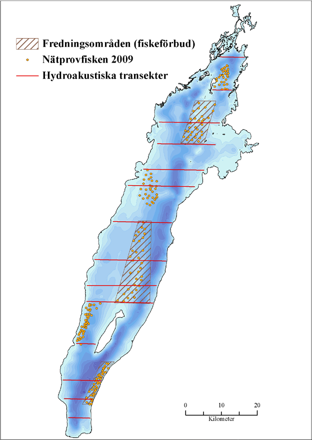 Figur 2. Årliga hydroakustiska transekter (röda linjer). Begränsade provtrålningar på olika djup genomförs årligen i södra, mellersta och norra delarna av sjön (varierande platser- ej med på kartan).