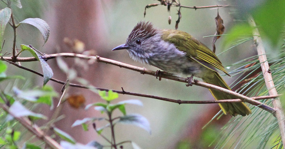 Mountain Bulbul, Dalat. Foto: Carl-Axel Bauer Tillbaka i Dalat åt vi vår andra middag på vårt tillfälliga favorithak gårdagens middagsrestaurang. 22 februari Frukost kl. 05.30.