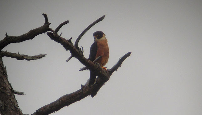 Oriental Hobby, Tuyên Lâm lake. 57. Siamese Fireback Lophura diardi 1 Cat Tien NP 26/2. 58.