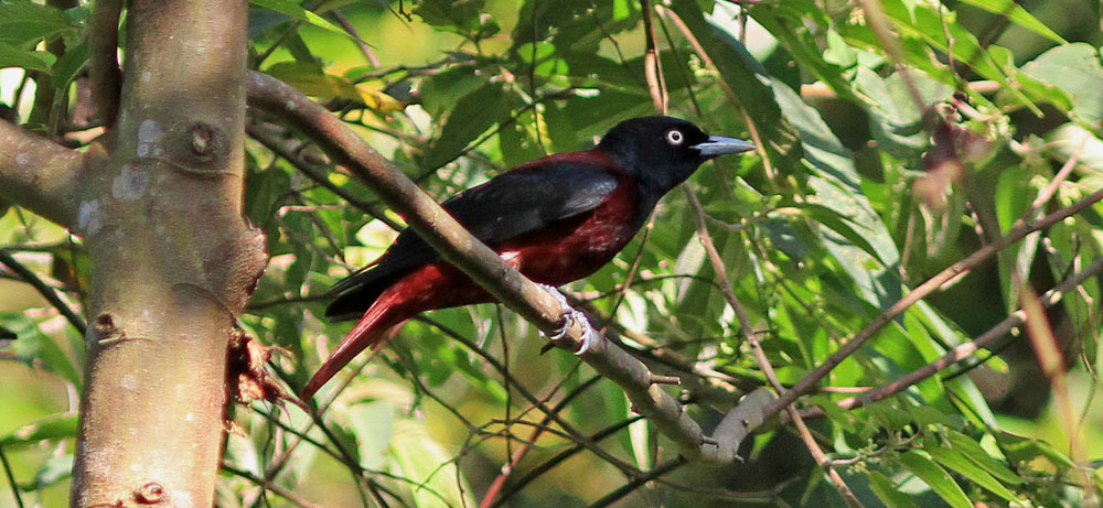 274. Indochinese Cuckoo-shrike Coracina macei siamensis 1-2 ex Thmat Boey 16-18/2 (C. p.