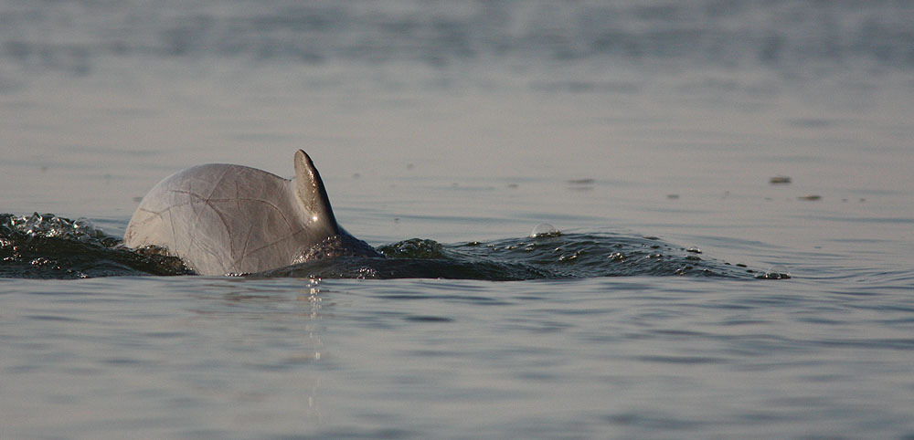 Irrawaddy Dolphin, Mekong River. ARTLISTA DÄGGDJUR 1.