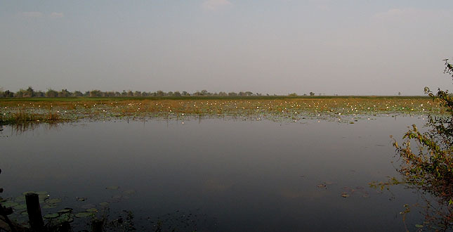 Ang Tropeang Thmor. dammen som konstbevattnar fälten i regionen. Det är en enorm damm. I bortre kanten av vattnet finns träd- och bamburidåer och här stod flera Painted Stork och Spot-billed Stork.