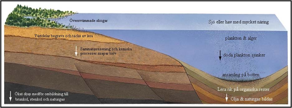 Hur bildas kol & petroleum? Olja bildas av marina sediment.