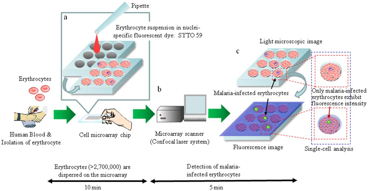 Figur 5. Tillvägagångssätt för cell-microarray chip (Yatsushiro et al, 2010). 3.