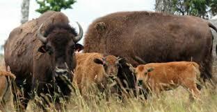 Utflykt till Bisonfarm. Vi åker på bisonsafari och får en guidad tur i traktorvagn. Ta gärna med kameran. Den som vill kan titta in i fjärilsmuseumet.