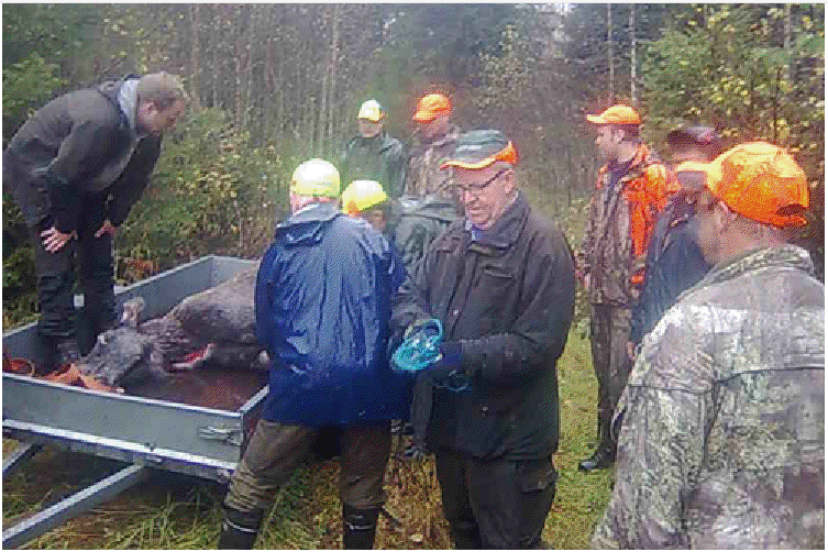 Älgjakten. Så var sista dagen på septemberjakten över, som slutade trots allt med en nedlagd älgko.