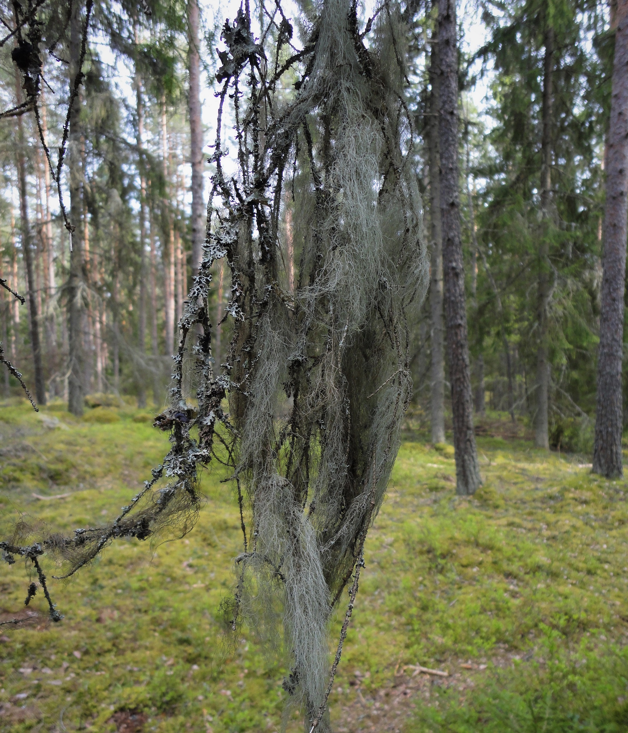 Skogsbrukets inverkan på lavars (Lichenes) artmångfald Annie Hammare Independent Project in Biology