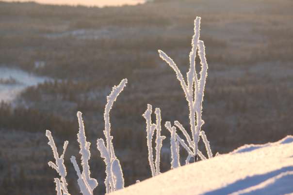 Styrelsen har varit representerad vid SSF Förbundsmöte i Falun och vid Götalandstinget i Blekinge, vid VM på längdskidor i Falun samt på SSF Alpina ungdomskonferens i Falun.