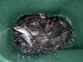 HARMÅNGER Perch Pike Sea trout Salmon trout Grayling Eel Common bream Burbot Whitefish Rainbow trout 1. Åsbölesjön 2. Kunnsjön 3. Norrsjön 4. Sörsjön 5. Harmångersån 6. Lillån (Harsjöbäcken) 7.