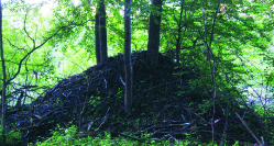 Foto: Ronny Fors Vi i Söderorts och Stockholms Naturskyddsföreningar anser att det utlovade naturreservatet Årstaskogen-Årsta holmar inte får innehålla någon broförbindelse till Årsta holmar.