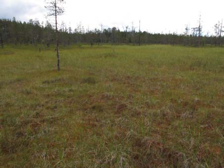 2015-09-23 Delområde 7 Storflon Berörd del av stråket: 850 meter Fältbesökt: 20150807 Allmän beskrivning: Ett stort öppet-halvöppet plant kärr med i huvudsak intermediär vegetation.