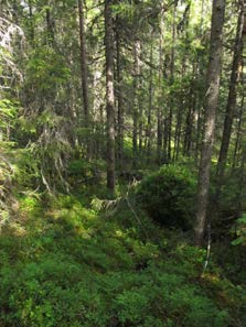 2015-09-23 Delområde 9 Sumpskogsområde vid Övre Galvattsjön Berörd del av stråket: 500 meter Fältbesökt: 20150807 Allmän beskrivning: Mosaik av sumpskog och myr i sluttningen ned mot sjön.