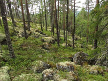 2015-09-23 Vy över delområde 14, den östra mer öppna delen på