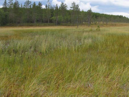 2015-09-23 Delområde 18 Myr V om Tolvtjärnflon Berörd del av stråket: 250 meter Fältbesökt: 20150826 Allmän beskrivning: Liten opåverkad myr av kärr- och blandmyrtyp och sumpskog mot kanterna.