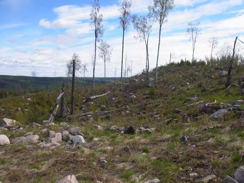 nyss nämnda berg styrker den tesen. Spelflygande bivråk sågs under två olika dagar vid Bodberget (det nordvästra av de två Bodberg som finns i området).