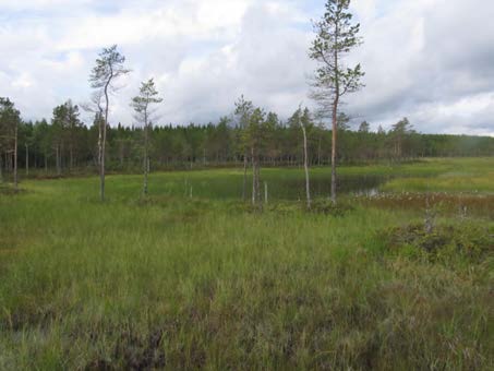 2015-09-23 Delområde 2 Myr vid Koberget Berörd del av stråket: 550 meter Fältbesökt: 20150806 Allmän beskrivning: Myrstråk med fattig-intermediär vegetation.