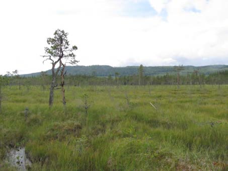 2015-09-23 Delområde 3 Myr vid Gammelbodbäcken Berörd del av stråket: 120 meter Fältbesökt: 20150806 Allmän beskrivning: Översvämningsområde med videdominerade sumpkärr och ett glest trädskikt av