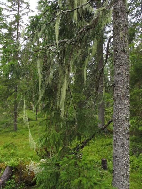 2015-09-23 Garnlav (Alectoria sarmentosa) var den vanligaste