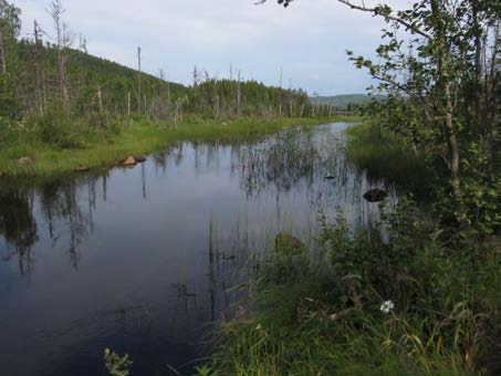 2015-09-23 Delområde 7 Våtmarker vid Galvattsån Berörd del av stråket: 140 meter Fältbesökt: 20150807 Andra källor: Elfiskeregistret Allmän beskrivning: Svämskog och tuviga strandkärr vid Övre