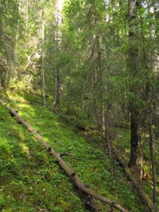 2015-09-23 Delområde 8 Södra delen av Galvattsberget Berörd del av stråket: 250 meter Fältbesökt: 20150807 Allmän beskrivning: Ganska högvuxen granskog i en översilad sluttning med stort inslag av