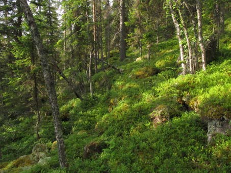 2015-09-23 Delområde 9 Nybräntberget Berörd del av stråket: 200 meter Fältbesökt: 20150807 Allmän beskrivning: Stark sluttning mot öster.