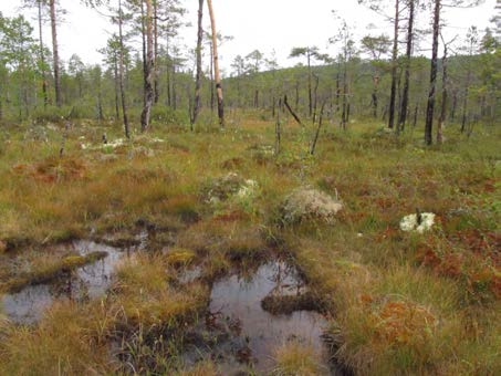 2015-09-23 Delområde 15 Slättflon Berörd del av stråket: 280 meter Fältbesökt: 20150807 Allmän beskrivning: Liten plan myr med en blandning av rismyrar, öppna rikkärr och tallkärr.