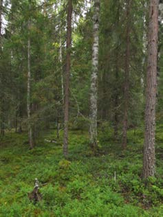 2015-09-23 Delområde 17 Lillberget Berörd del av stråket: cirka 500 meter Fältbesökt: 20150915 Allmän beskrivning: Äldre skog i sydöstsluttningen av Lillberget.