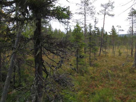 2015-09-23 Vy över delområde 18 med hänglavsgranar i förgrunden. Delområde 19 Myrar vid Börmtjärnen Berörd del av stråket: 350 meter Andra källor: Våtmarksinventeringen (VMI).