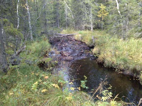 2015-09-23 Delområde 22 Bäckmiljö vid Stormyrbäcken Berörd del av stråket: 400 meter Fältbesökt: 20150915 Allmän beskrivning: En smal bård av äldre granskog är lämnad längs bäcken.