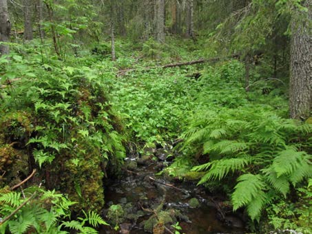 2015-09-23 Vy över delområde 1 mot öster. Delområde 2 Norra delen av Vederberget Berörd del av stråket: 260 meter Fältbesökt: 20150806 Allmän beskrivning: Blockrik sluttning mot öster.