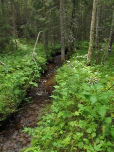 2015-09-23 Delområde 6 Skogsområde vid bäck söder om Heden Berörd del av stråket: 50 meter Fältbesökt: 20150806 Allmän beskrivning: Smalt naturskogsområde vid en liten skogsbäck som ser ut att vara