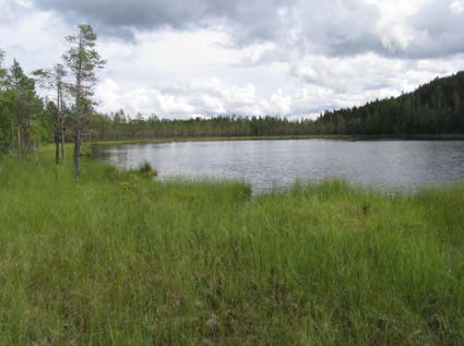 2015-09-23 Delområde 12 Myr vid Svarttjärn Berörd del av stråket: 270 meter Fältbesökt: 20150806 Allmän beskrivning: Liten hydrologiskt opåverkad myr av kärr- och blandmyrstyp.