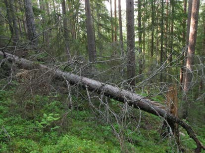 2015-09-23 Delområde 13 Stormyrbergets västsluttning Berörd del av stråket: 500 meter Fältbesökt: 20150806 Andra källor: Naturvårdsobjekt hos Länsstyrelsen Västernorrland Allmän beskrivning: Stark