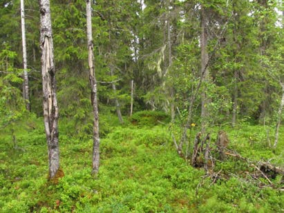 2015-09-23 Delområde 18 Sumpskogar längs Loån Fältbesökt: 2050826 Berörd del av stråket: 1 600 meter Andra källor: Länsstyrelsen Jämtlands databas, elfiskeregistret.
