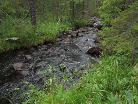 2015-09-23 Delområde 19 Svantjärnsbäcken Fältbesökt: 2050826 Berörd del av stråket: ca 200 meter Andra källor: - Allmän beskrivning: Smal remsa av naturskog längs bäcken som mot söder övergår i