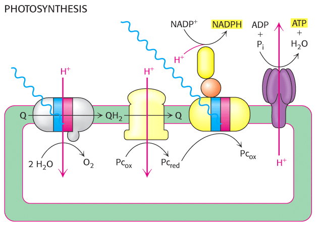 5. Ytterligare ett proteinkomplex som binder elektrontransportörer (0.5p)och en slutlig elektronmottagare (NADP+) (0.5p) 6.