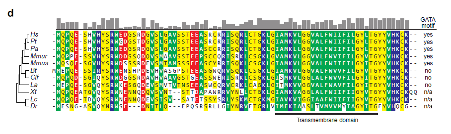 Vad kodar SMIM1 för? NCBI = okarakteriserat protein = nytt humant protein!