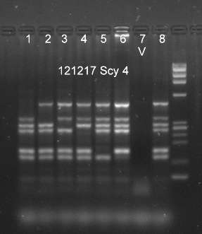 w/w w/w w/m w/m m/m m/m H 2 O Kp(b ) Yt(a ) HPA-1a Vel Co(a ) Vatten kontroll Sc: 1 Normal blodgivare DNA markör Ingår i enkel screening metod för högfrekvens alleler C.