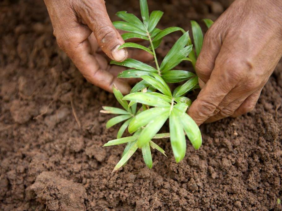 Vi bekämpar den globala uppvärmningen med förnybara material Våra förnybara råmaterial absorberar koldioxid och våra produkter lagrar koldioxid En hög andel av koldioxidutsläppen från vår produktion