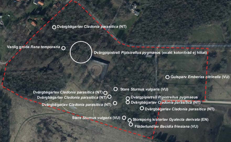 Detaljplan för Blommeröd, Bosjökloster 1:595 Samrådshandling 2016-12-19 Figur 12. Bild från den sammanställda rapporten som redovisar rödlistade arter.