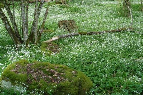 Utvärdering och skötselförslag för lokalerna Lindön Trots sitt namn är lind inte det dominerande på ön, utan det är främst en ek- och hasselskog, dock med ett påtagligt inslag av lind (Figur 5).