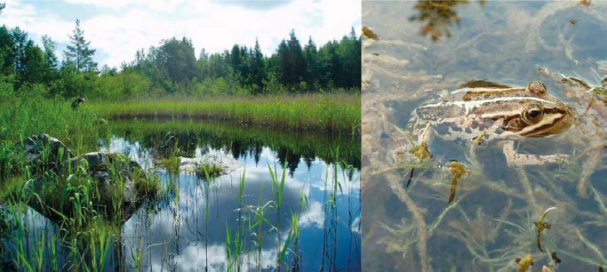 1 Inledning 1.1 Bakgrund SKB planerar att bygga ett slutförvar för använt kärnbränsle. Förvaret som planeras i Forsmark kommer att bestå av anläggningar både ovan och under mark.