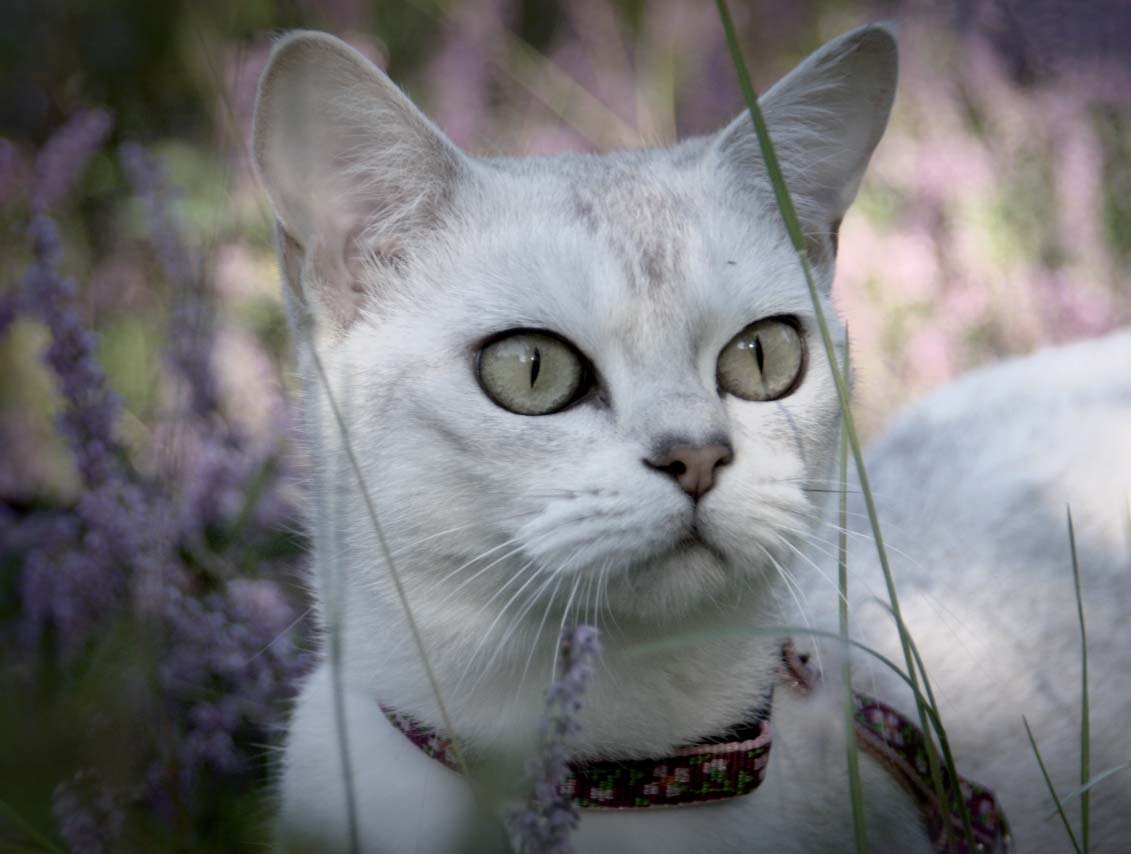 Burmilla Silverburma Burmilla har e milt och vänligt temperament sam digt som den är utåtriktad och social. Rasen uppstod e er parning mellan chinchillaperser och burma.