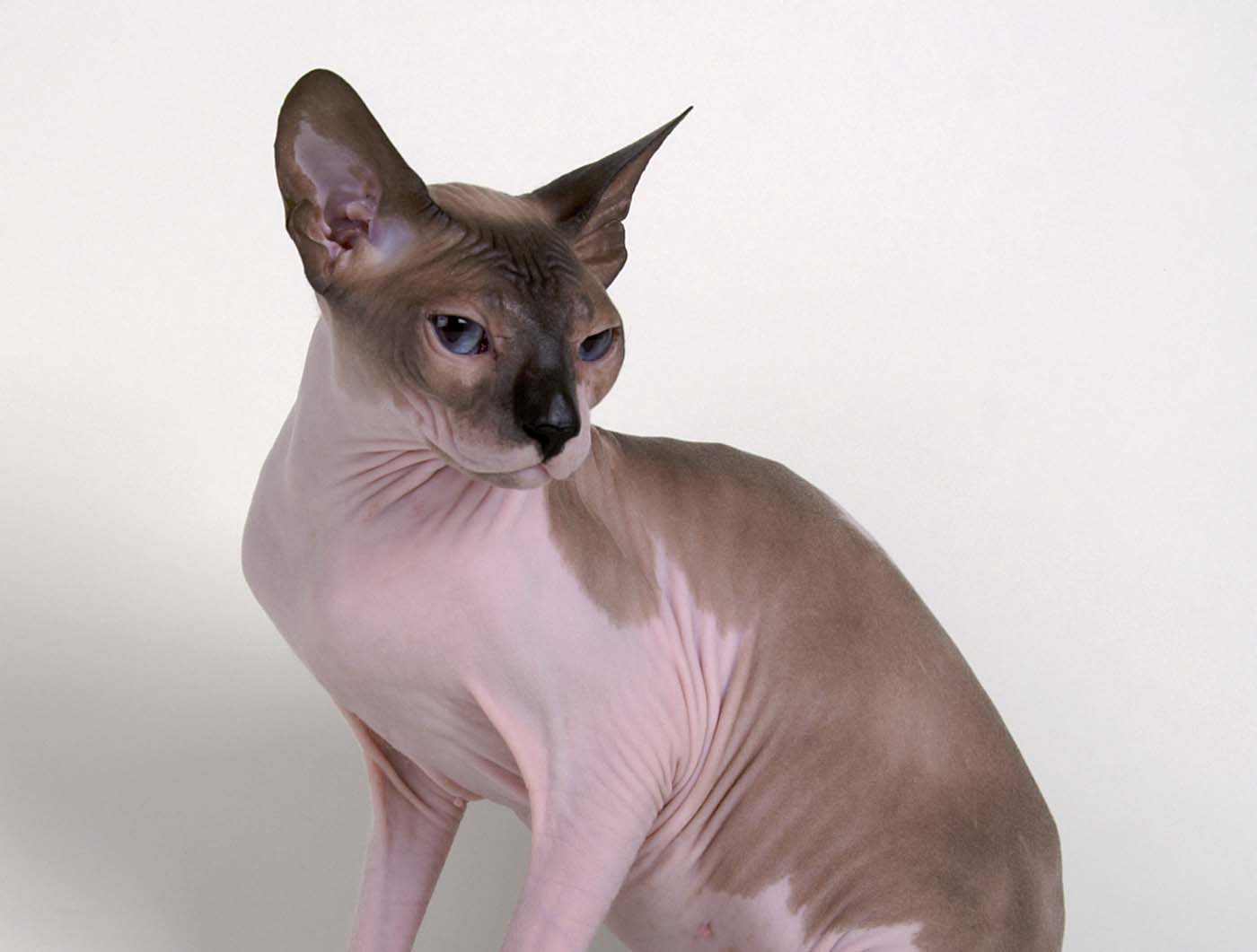 Sphynx Nakenka Sphynx har nästan ingen pälsbeklädnad och beskrivs ibland som hårlös. Det är en medelstor ka med långsträckt kropp med muskulösa bakben och stora tassar.